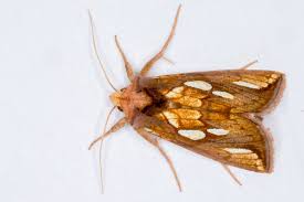 Attēlu rezultāti vaicājumam “Plusia festucae”