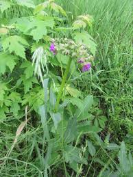 Attēlu rezultāti vaicājumam “Viola mirabilis flower”