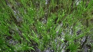 Attēlu rezultāti vaicājumam “Carex arenaria  flower”