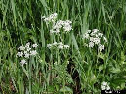 Attēlu rezultāti vaicājumam “Anthriscus sylvestris”