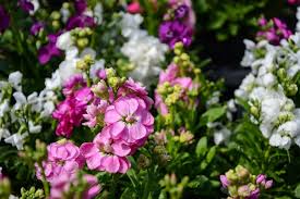 Image result for Levkoje