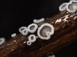 Attēlu rezultāti vaicājumam “Lachnella alboviolascens”