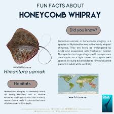 Image result for Himantura uarnak