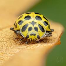 Attēlu rezultāti vaicājumam “Psyllobora vigintiduopunctata”