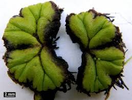 Attēlu rezultāti vaicājumam “Ricciocarpos natans”