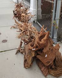 Attēlu rezultāti vaicājumam “Leptodictyum riparium sporophyte”