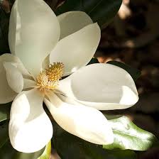 Attēlu rezultāti vaicājumam “Magnolia”