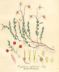 Attēlu rezultāti vaicājumam “Oxycoccus palustris”