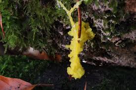 Attēlu rezultāti vaicājumam “Craterium minutum cf. var. brunneum spores”