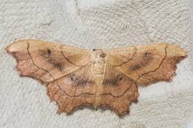 Attēlu rezultāti vaicājumam “Idaea emarginata”