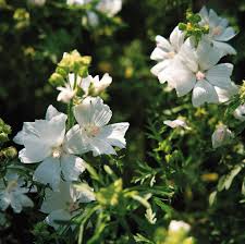 Attēlu rezultāti vaicājumam “Malva moschata alba flower”