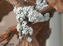 Attēlu rezultāti vaicājumam “Didymium crustaceum macro”