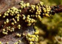 Attēlu rezultāti vaicājumam “Physarum virescens”