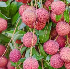 Image result for Litchi chinensis