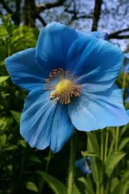 Image result for Scheinmohn