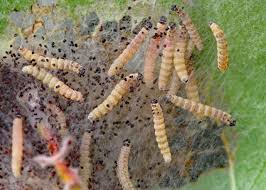Attēlu rezultāti vaicājumam “Yponomeuta malinellus / cagnagella larva”
