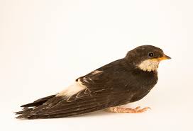 Attēlu rezultāti vaicājumam “Delichon urbicum”