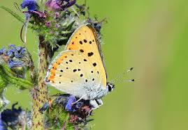 Attēlu rezultāti vaicājumam “Lycaena alciphron”
