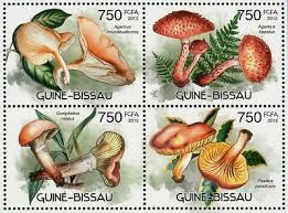 Attēlu rezultāti vaicājumam “Gomphidius roseus”