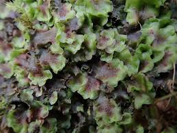 Attēlu rezultāti vaicājumam “Pellia endiviifolia”