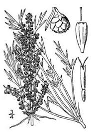 Image result for Artemisia caudata
