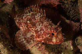 Image result for Scorpaena porcus
