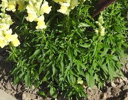 Attēlu rezultāti vaicājumam “Oenothera rubricauli leaf”