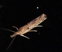 Attēlu rezultāti vaicājumam “Crambus heringiellus”