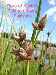 Attēlu rezultāti vaicājumam “Bolboschoenus maritimus”