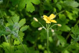 Attēlu rezultāti vaicājumam “Chelidonium majus leaf”