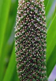 Attēlu rezultāti vaicājumam “Acoraceae”