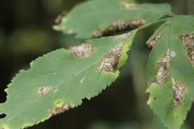 Attēlu rezultāti vaicājumam “Mycosphaerella ulmi”