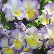 Attēlu rezultāti vaicājumam “Ombrophila violacea”