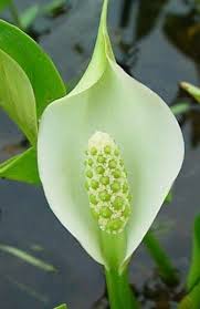 Attēlu rezultāti vaicājumam “Calla palustris flower”