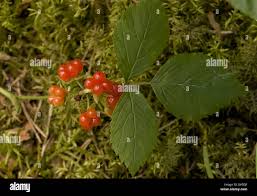 Attēlu rezultāti vaicājumam “Rubus saxatilis leaf”