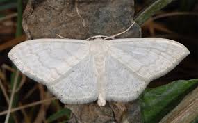 Attēlu rezultāti vaicājumam “Scopula floslactata”