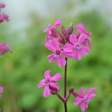 Image result for Pechnelke