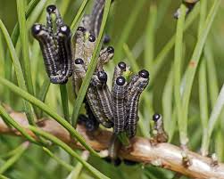 Attēlu rezultāti vaicājumam “Neodiprion sertifer”