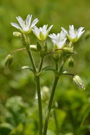 Attēlu rezultāti vaicājumam “Cerastium holosteoides leaf”