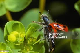 Attēlu rezultāti vaicājumam “Cleridae”
