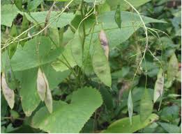 Attēlu rezultāti vaicājumam “Lunaria rediviva fruit”