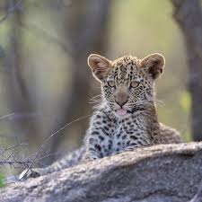 Attēlu rezultāti vaicājumam “Lycogala leopardinum young”