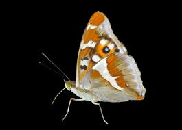 Attēlu rezultāti vaicājumam “Apatura iris underside”