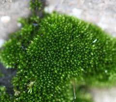 Attēlu rezultāti vaicājumam “Didymodon rigidulus sporophyte”