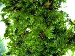 Attēlu rezultāti vaicājumam “Brachytheciastrum velutinum sporophyte”