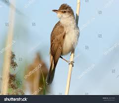 Attēlu rezultāti vaicājumam “Acrocephalus arundinaceus adult”