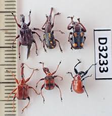 Attēlu rezultāti vaicājumam “Attelabidae”