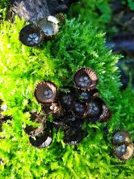 Attēlu rezultāti vaicājumam “Cyathus striatus”