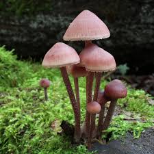 Attēlu rezultāti vaicājumam “Mycena haematopus”