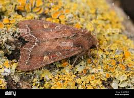 Attēlu rezultāti vaicājumam “Lacanobia oleracea”